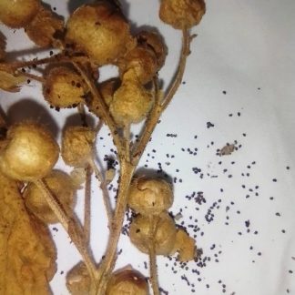 Купить семена махорки